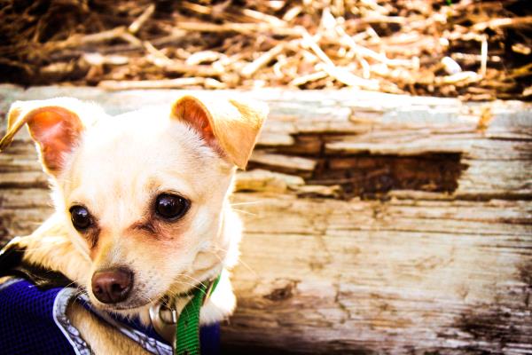/Images/uploads/Humane Society of Utah/HSUCalendar/entries/1260thumb.jpg